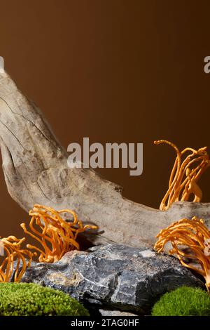 Cordyceps, prisé en médecine traditionnelle, présenté en gros plan avec de la mousse verte sur des rochers et des branches de bois sec. Simulez des scènes naturelles dans la forêt Banque D'Images