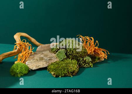 Gros plan de cordyceps et de mousse verte accrochés à des rochers avec des racines d'arbres sur un fond vert foncé. Thème de la médecine traditionnelle. Espace vide pour la médicine Banque D'Images