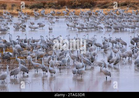 La grue sur l'étang, Bernardo Wildlife Management Area, Nouveau Mexique Banque D'Images