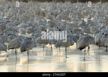 La grue sur l'étang, Bernardo Wildlife Management Area, Nouveau Mexique Banque D'Images