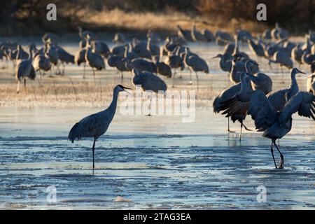 La grue sur l'étang, Bernardo Wildlife Management Area, Nouveau Mexique Banque D'Images