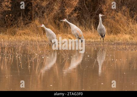 La grue sur l'étang, Bernardo Wildlife Management Area, Nouveau Mexique Banque D'Images