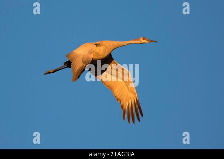 La Grue en vol, Bernardo Wildlife Management Area, Nouveau Mexique Banque D'Images