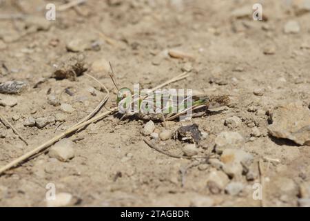 Gros plan détaillé naturel sur la belle sauterelle méditerranéenne, Oedaleus deceus assis sur le sol Banque D'Images
