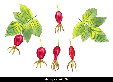 Rose sauvage hanches et feuilles sur une branche illustration aquarelle ensemble d'éléments sur un fond isolé. Baies mûres rouges dessinées à la main d'un pl. Médicinal Banque D'Images