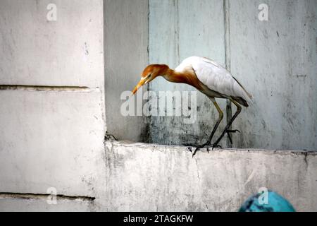 Egret de bétail (Bubulcus ibis) à la recherche de nourriture : (pix Sanjiv Shukla) Banque D'Images