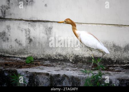 Egret de bétail (Bubulcus ibis) à la recherche de nourriture : (pix Sanjiv Shukla) Banque D'Images