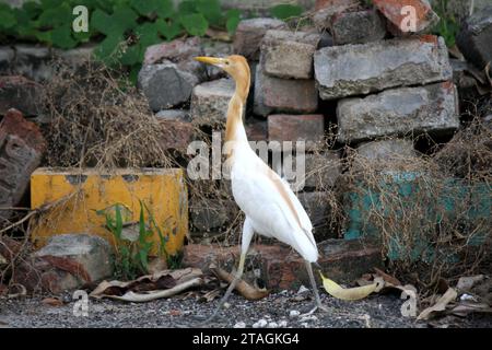 Egret de bétail (Bubulcus ibis) à la recherche de nourriture : (pix Sanjiv Shukla) Banque D'Images