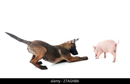 cochon miniature rose et chiot malinois devant fond blanc Banque D'Images