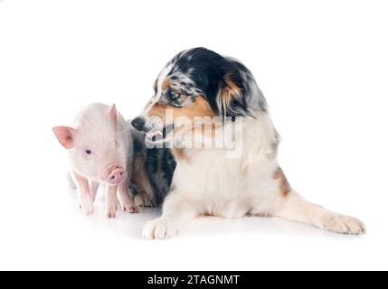 cochon miniature rose et berger australien devant fond blanc Banque D'Images