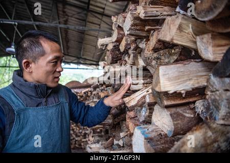 (231201) -- CHONGQING, 1 déc. 2023 (Xinhua) -- Guan Yongshuang vérifie les bois pour la cuisson de poteries dans son atelier du district de Rongchang à Chongqing, dans le sud-ouest de la Chine, le 14 novembre 2023. Liang Xiancai, 73 ans, est un héritier de l'artisanat de poterie de Rongchang, un patrimoine culturel immatériel en Chine. Malgré la tendance à la mécanisation, à l'automatisation et à la production de poterie à grande échelle, il maintient fermement la tradition de la poterie manuelle. Guan Yongshuang, 32 ans, est diplômé de l'Institut des Beaux-Arts du Sichuan avec une majeure en art potier Il étudie la culture de la poterie depuis près de dix ans. Banque D'Images