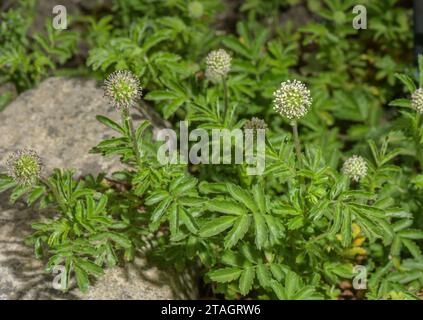 Piri-piri bur, Acaena novae-zelandiae en fleur ; originaire d'Australasie mais largement naturalisé. Banque D'Images