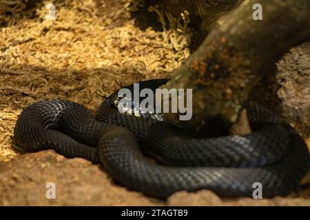 Un serpent graminé noir (Natrix natrix) s'est enroulé dans un habitat de zoo, reposant contre un tronc d'arbre Banque D'Images