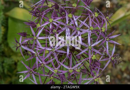 Star of Perse, Allium christophii en fleur dans le jardin. De la région de l'Iran. Banque D'Images