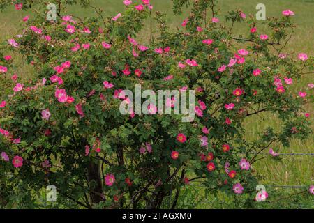 Rose duveteuse de Sherard, Rosa sherardii, en fleur dans la vallée de Spey, en Écosse. Banque D'Images