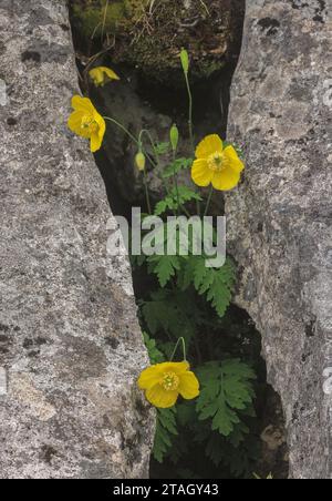 Pavot gallois, Papaver cambricum, en fleur sur falaise calcaire. Banque D'Images