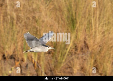 Héron nocturne volant à couronne noire (Nycticorax nycticorax), ou héron nocturne à couronne noire, fleuve Nil, Louxor, Égypte Banque D'Images