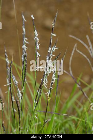 Mat-herbe, Nardus stricta en fleur dans les pâturages acides des hautes terres. Banque D'Images