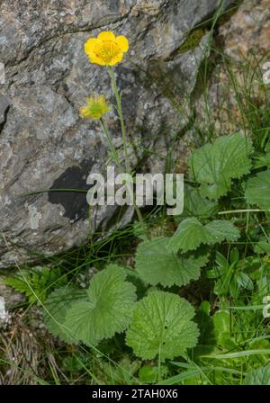 Avens pyrénéens, Geum pyrenaicum en fleur dans de hauts pâturages rocheux, Pyrénées. Banque D'Images