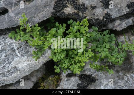 Wall-rue, Asplenium ruta-muraria, fougère poussant sur un vieux mur de calcaire. Banque D'Images