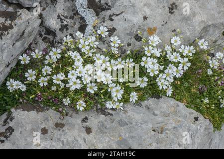 Oreille de souris des champs, Cerastium arvense, en fleur sur calcaire, Pyrénées. Banque D'Images