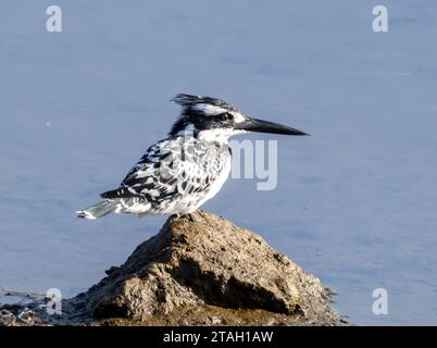 pied kingfisher (Ceryle rudis), Nil River, Louxor, Égypte Banque D'Images