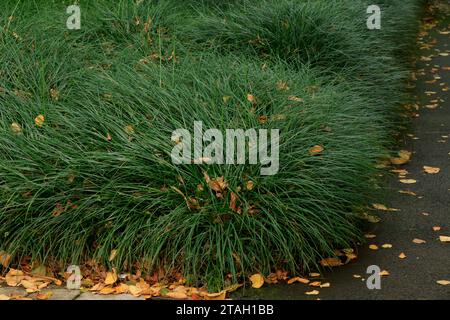 Ophiopogon bodinieri, Green Mondo Grass, Monkey Grass Banque D'Images