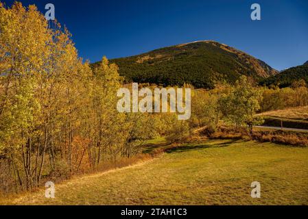 Forêts aux couleurs automnales au début de la vallée de l'Eyne (haute Cerdagne, Pyrénées-Orientales, Occitanie, France, Pyrénées) Banque D'Images