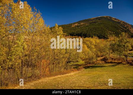 Forêts aux couleurs automnales au début de la vallée de l'Eyne (haute Cerdagne, Pyrénées-Orientales, Occitanie, France, Pyrénées) Banque D'Images