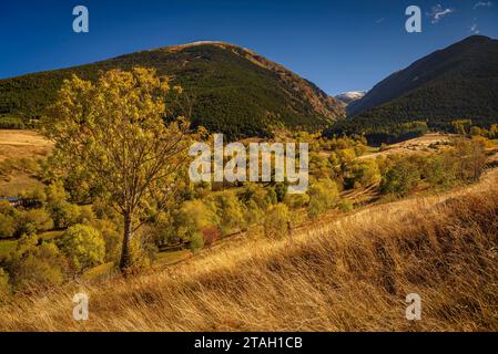 Forêts aux couleurs automnales au début de la vallée de l'Eyne (haute Cerdagne, Pyrénées-Orientales, Occitanie, France, Pyrénées) Banque D'Images