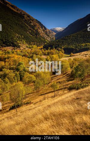 Forêts aux couleurs automnales au début de la vallée de l'Eyne (haute Cerdagne, Pyrénées-Orientales, Occitanie, France, Pyrénées) Banque D'Images