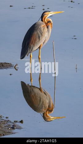 Héron violet (Ardea purpurea), Nil, Louxor, Égypte Banque D'Images