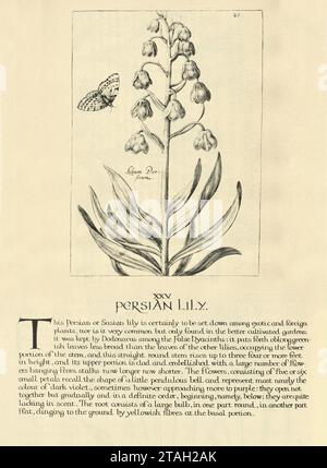 Estampe d'art botanique de lys perse, Fritillaria persica, plante à fleurs, de Hortus Floridus par Crispin de passe, illustration vintage, 17e Centur Banque D'Images