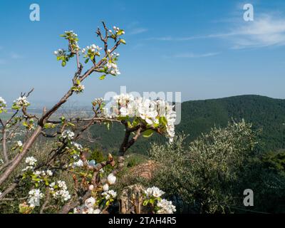 Buisson floral italien contre le ciel d'été avec des collines en arrière-plan Banque D'Images