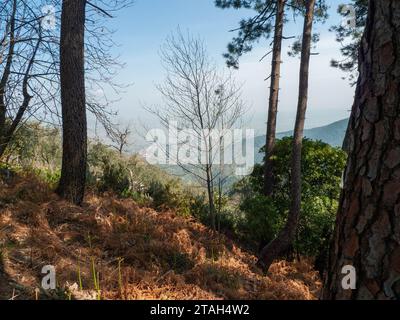 De grands pins sur une colline baignée de soleil en Toscane Banque D'Images