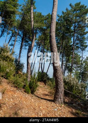 De grands pins sur une colline baignée de soleil en Toscane Banque D'Images