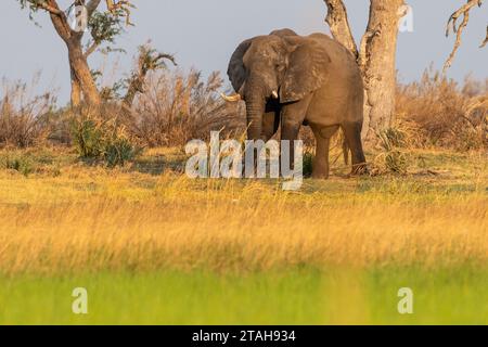 Photo en téléobjectif d'un éléphant d'Afrique -Loxodonta Africana- pageant sur les rives de l'Okavango, dans le delta de l'Okavango, au Botswana, autour du coucher du soleil. Banque D'Images