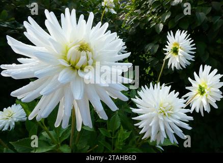 Gros plan de la plante White Cactus Dahlia Banque D'Images