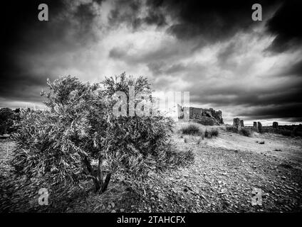 Olea europaea à Alhambra- Ciudad Real. Banque D'Images