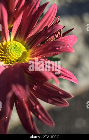 Chrysanthèmes roses en fleurs avec gouttes de pluie sur les pétales vus de près Banque D'Images