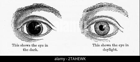 « Cela montre l'œil dans le noir. Cela montre l'œil dans la lumière du jour". Diagramme montrant la réaction de la pupille de l'œil dans des conditions sombres et lumineuses, 1889. Banque D'Images