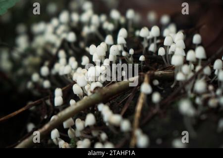 Communauté de minuscules champignons blancs poussant sur une bûche pourrie Banque D'Images