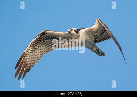 Un balbuzard volant au-dessus d'une zone humide Banque D'Images