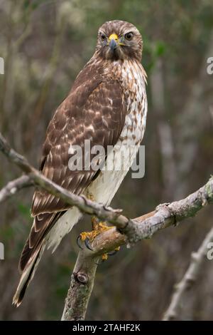 Un jeune Hawk à épaules rouges perché Banque D'Images