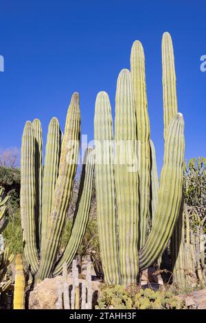 Pachycereus pringlei, connu sous le nom de cardon géant mexicain ou cactus éléphant, est une espèce de grand cactus originaire du nord-ouest du Mexique, dans les États de B. Banque D'Images