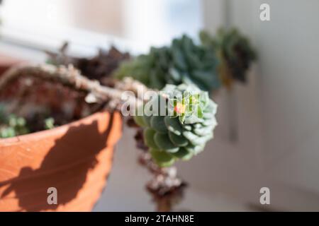 Image d'echeveria avec longue tige poussant dans le pot à la maison. Plante succulente fleurie sur le rebord de la fenêtre. Lumière du soleil éclatante Banque D'Images