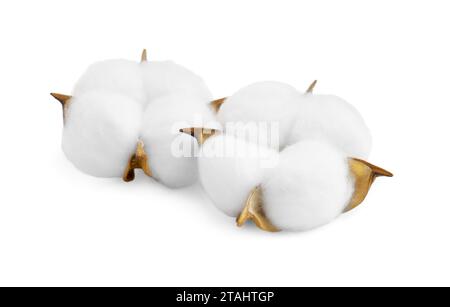Deux fleurs de coton doux isolées sur blanc Banque D'Images