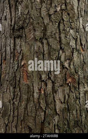 Écorce d'Acer pseudoplatanus Albo-variegatum. Gros plan arbre Acer pseudoplatanus écorce Banque D'Images