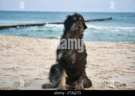 Goldendoodle chien est assis sur la plage de la mer Baltique. Manteau noir et beige. Groyne et mer en arrière-plan. Photo d'animal de la côte Banque D'Images