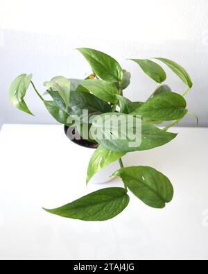 Pothos bleu Cebu, Epipremnum pinnatum, plante d'intérieur avec feuilles vert bleu argenté et perforations. Isolé sur fond blanc, en portrait. Banque D'Images